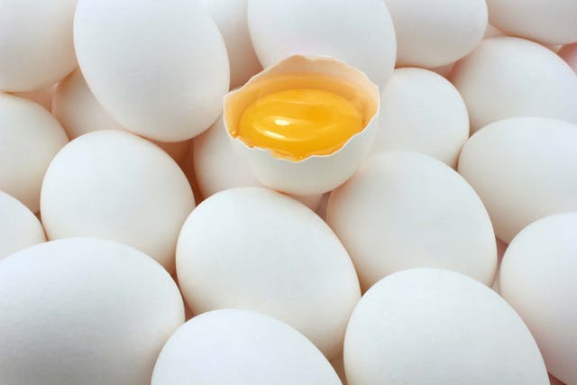 Egg Yolk Allergies in Dogs - Symptoms, Causes, Diagnosis, Treatment, Recovery, Management, Cost