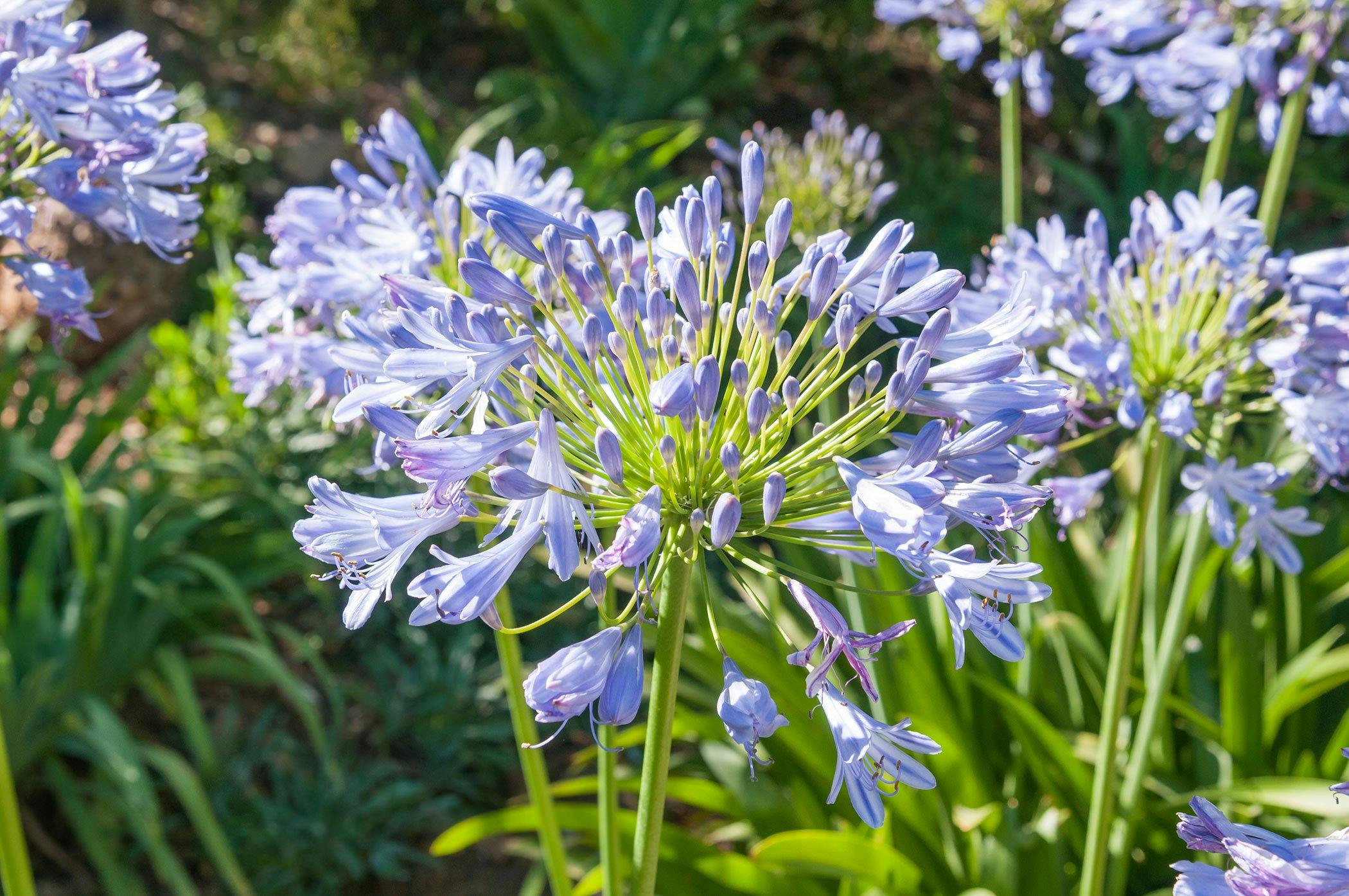 are agapanthus poisonous to dogs
