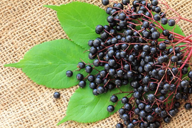 Elderberry Poisoning in Dogs - Symptoms, Causes, Diagnosis, Treatment, Recovery, Management, Cost