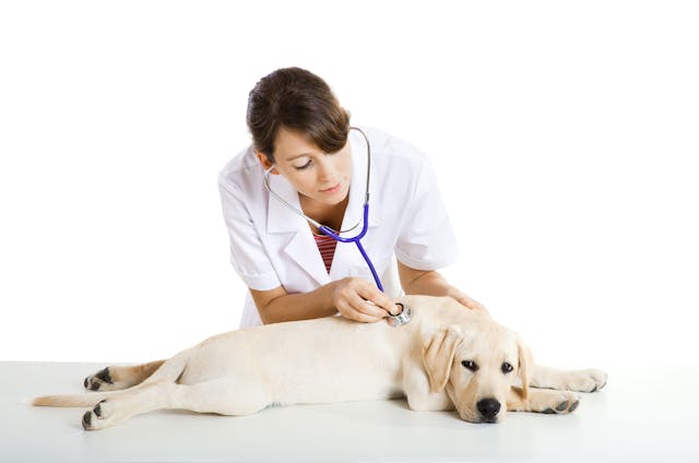 Electrolyte Disturbance in Dogs - Symptoms, Causes, Diagnosis, Treatment, Recovery, Management, Cost