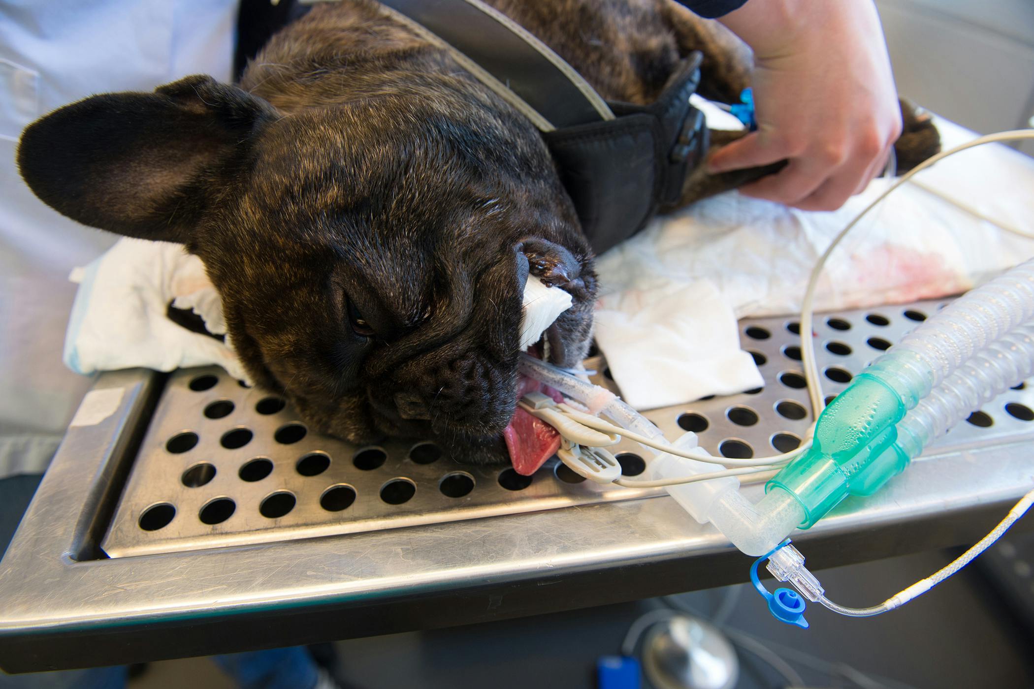 how much is exploratory surgery on a dog