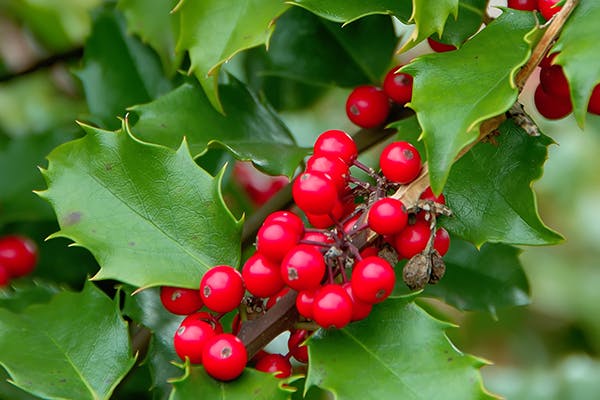 English Holly Poisoning in Dogs - Symptoms, Causes, Diagnosis, Treatment, Recovery, Management, Cost
