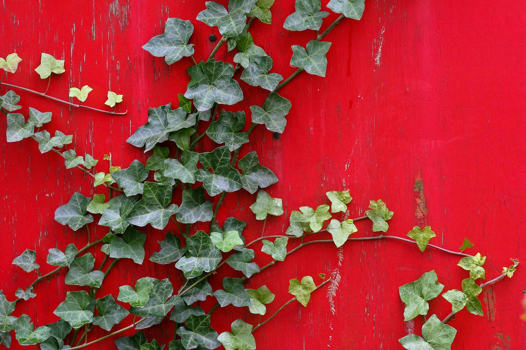 English Ivy Poisoning in Dogs 