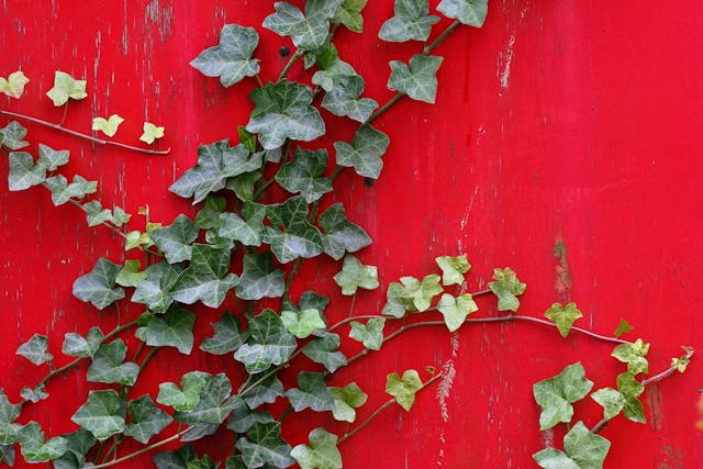 English Ivy Poisoning in Dogs - Symptoms, Causes, Diagnosis, Treatment, Recovery, Management, Cost