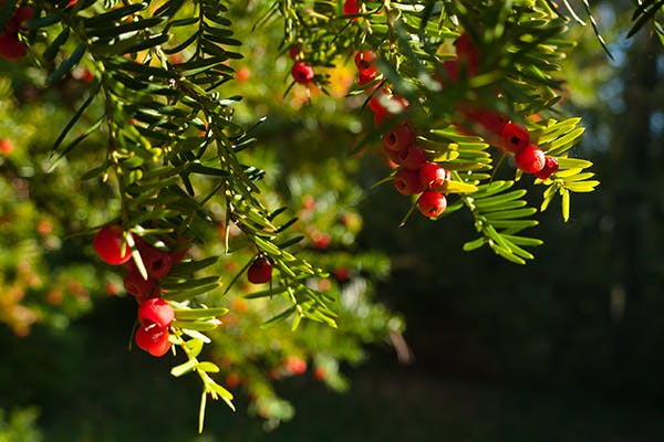 English Yew Poisoning in Dogs - Symptoms, Causes, Diagnosis, Treatment, Recovery, Management, Cost