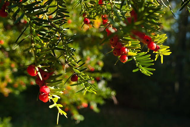 English Yew Poisoning in Dogs - Symptoms, Causes, Diagnosis, Treatment, Recovery, Management, Cost