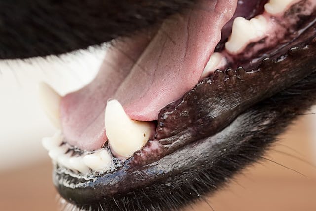 Enlarged Gums In Dogs Symptoms Causes Diagnosis Treatment