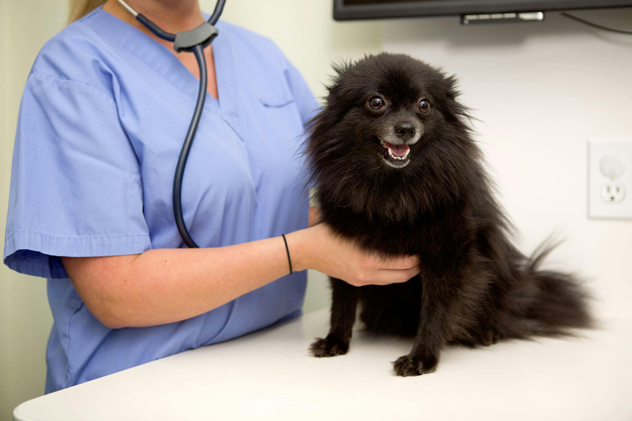 Dog enlarged shop heart treatment