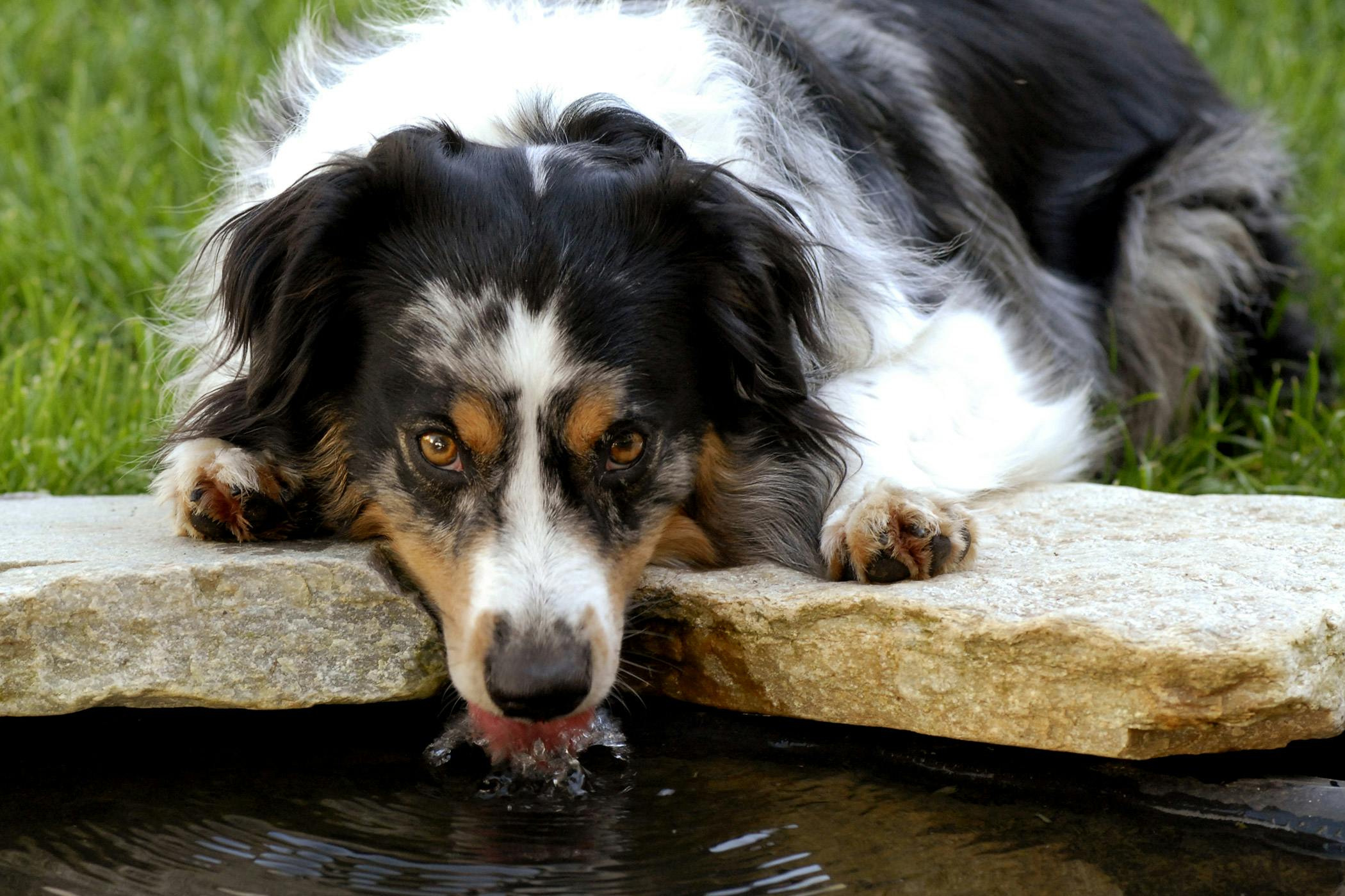 what would cause elevated liver enzymes in a dog