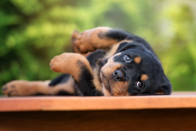 Enteropexy in Dogs - Conditions Treated, Procedure, Efficacy, Recovery, Cost, Considerations, Prevention