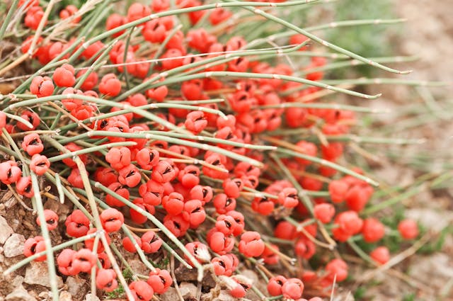 Ephedra Poisoning in Dogs - Symptoms, Causes, Diagnosis, Treatment, Recovery, Management, Cost