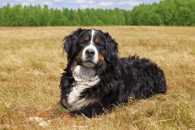 Epineural Neurorrhaphy in Dogs - Conditions Treated, Procedure, Efficacy, Recovery, Cost, Considerations, Prevention