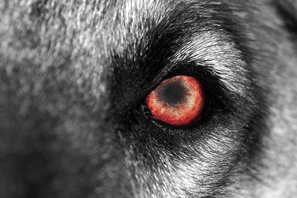 Episcleritis in Dogs - Symptoms, Causes, Diagnosis, Treatment, Recovery, Management, Cost