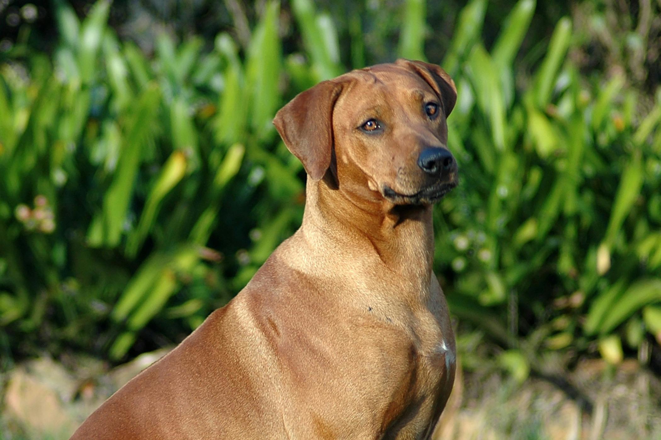 Dog Treatment Area Neck
