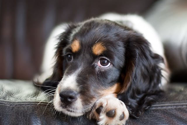 EtoGesic Poisoning in Dogs - Symptoms, Causes, Diagnosis, Treatment, Recovery, Management, Cost