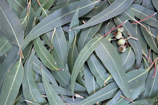 Eucalyptus and Allergies in Dogs - Symptoms, Causes, Diagnosis, Treatment, Recovery, Management, Cost