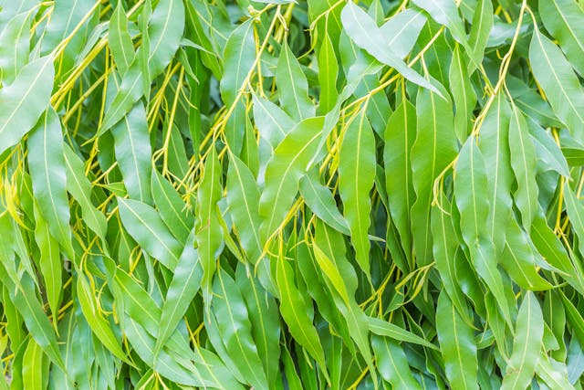 Eucalyptus Poisoning in Dogs - Symptoms, Causes, Diagnosis, Treatment, Recovery, Management, Cost