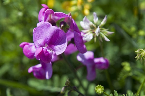 Everlasting Pea Poisoning in Dogs - Symptoms, Causes, Diagnosis, Treatment, Recovery, Management, Cost