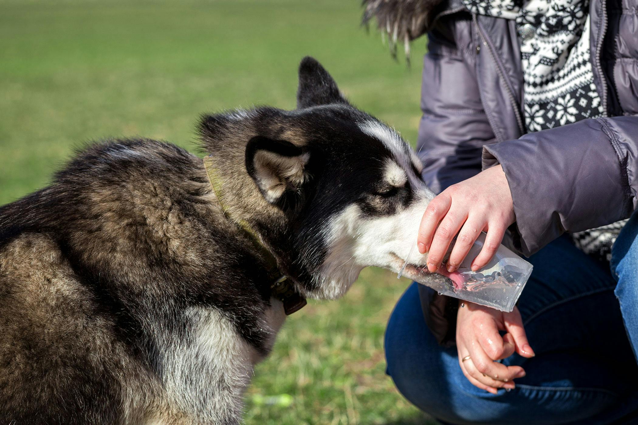 what causes elevated calcium levels in dogs