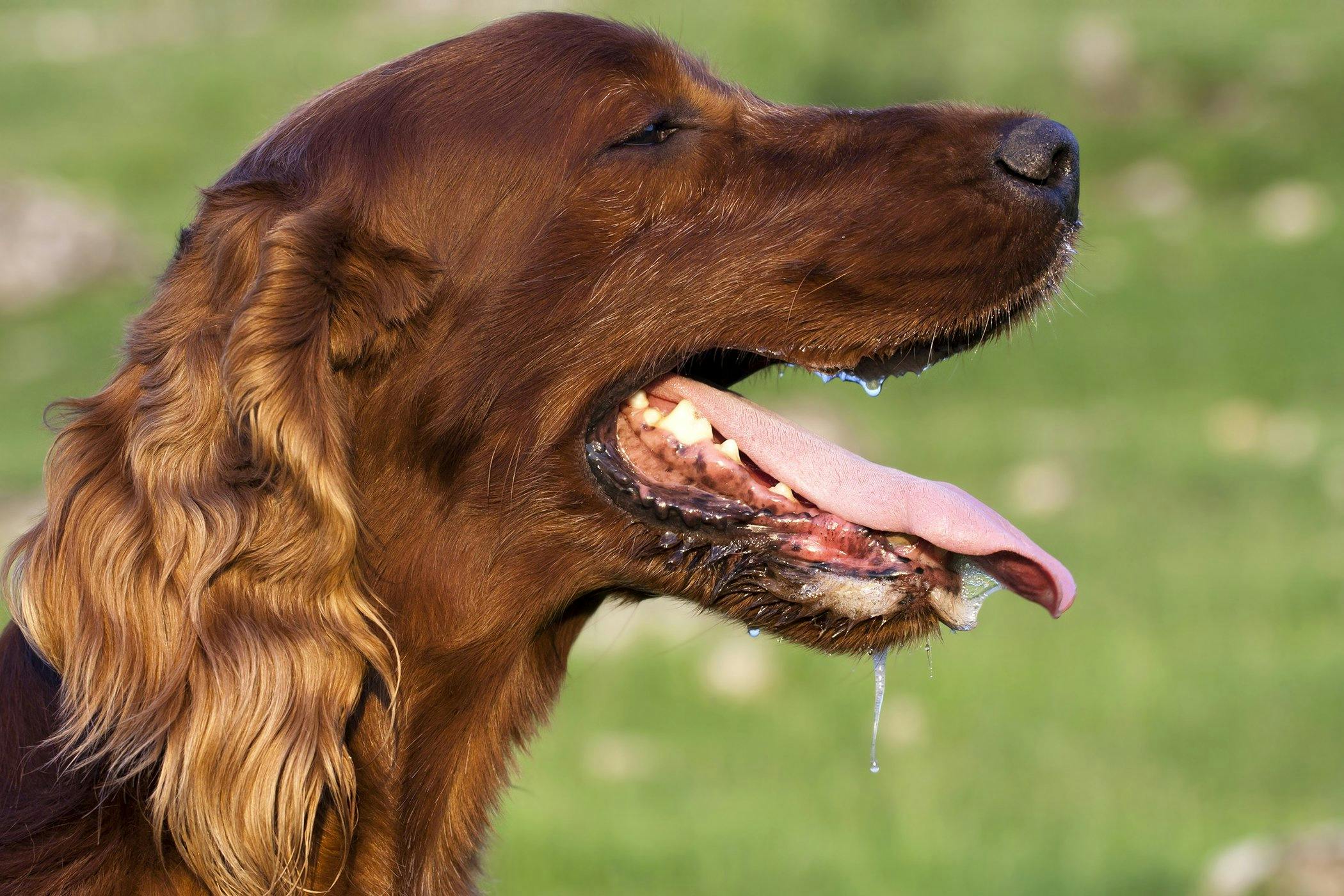 excess-production-of-saliva-in-dogs-symptoms-causes-diagnosis