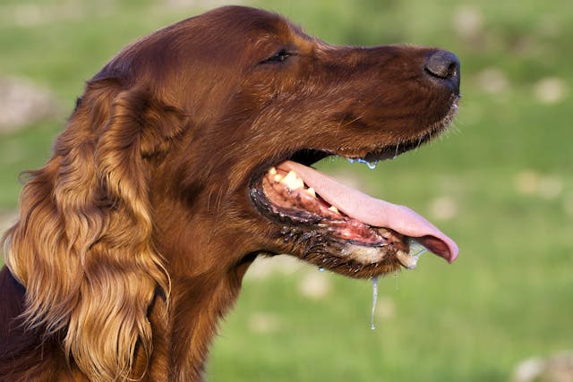 Excess Production of Saliva in Dogs - Symptoms, Causes, Diagnosis, Treatment, Recovery, Management, Cost