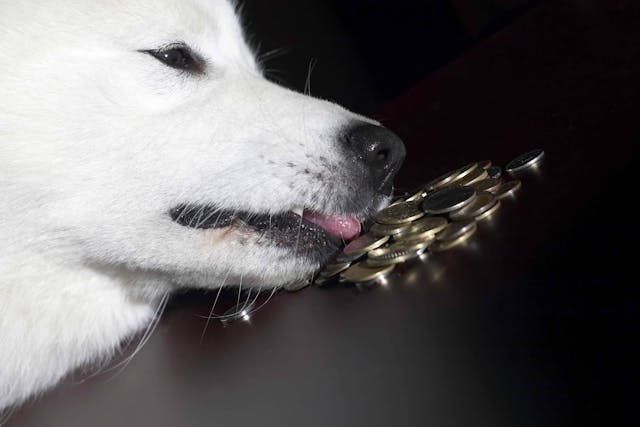 Excessive Licking in Dogs - Symptoms, Causes, Diagnosis, Treatment, Recovery, Management, Cost