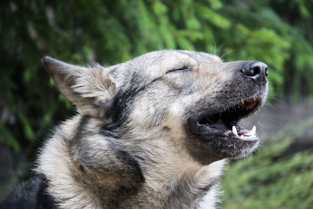 Excessive Vocalization in Dogs - Symptoms, Causes, Diagnosis, Treatment, Recovery, Management, Cost