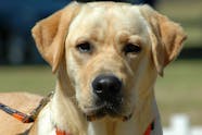 How Much Does Eye Removal Surgery Cost For A Dog