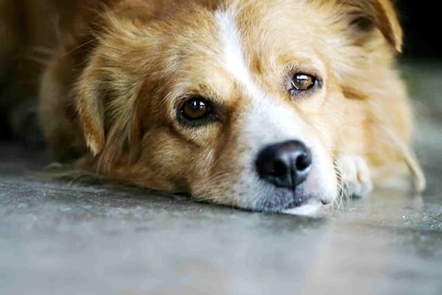 Exogenous Estrogen Toxicity in Dogs - Symptoms, Causes, Diagnosis, Treatment, Recovery, Management, Cost