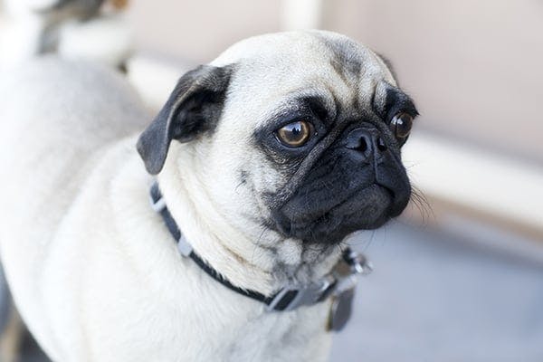 Cute Pug Eyes Popping Out - l2sanpiero