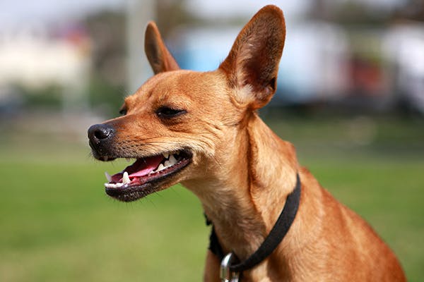 Exotica Poisoning in Dogs - Symptoms, Causes, Diagnosis, Treatment, Recovery, Management, Cost