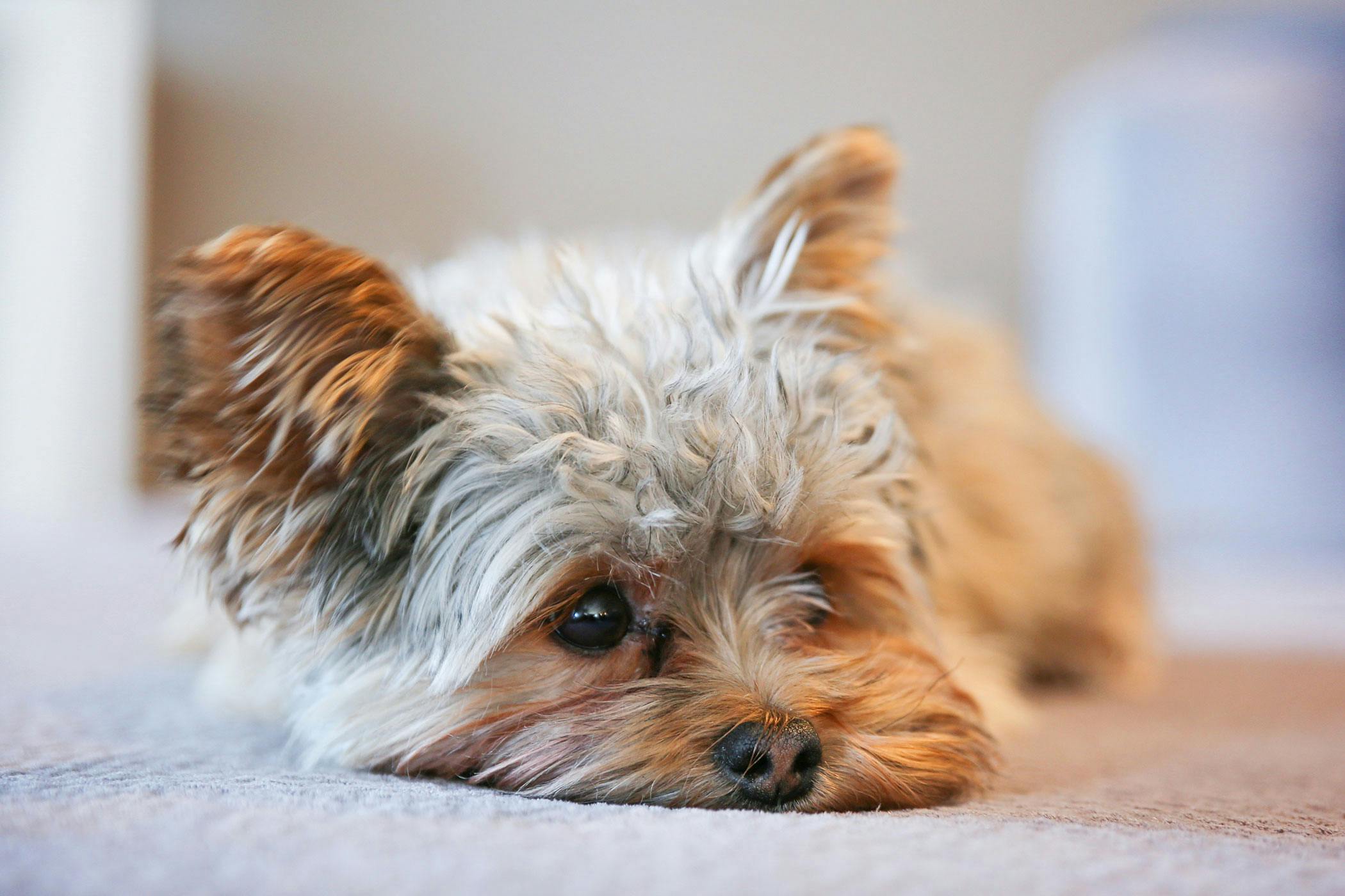 can anxiety cause incontinence in dogs