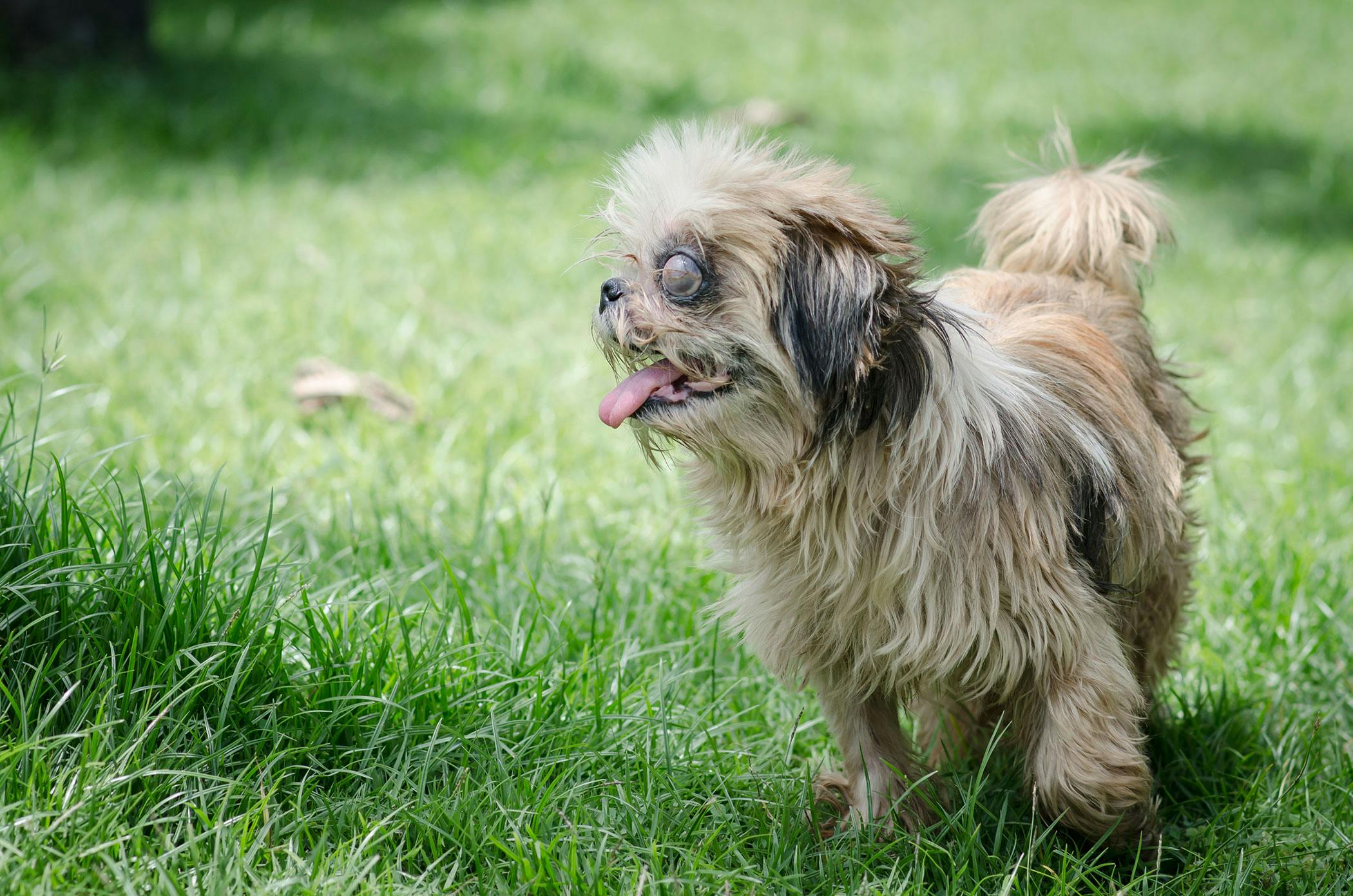 what causes a dogs eyes to bulge