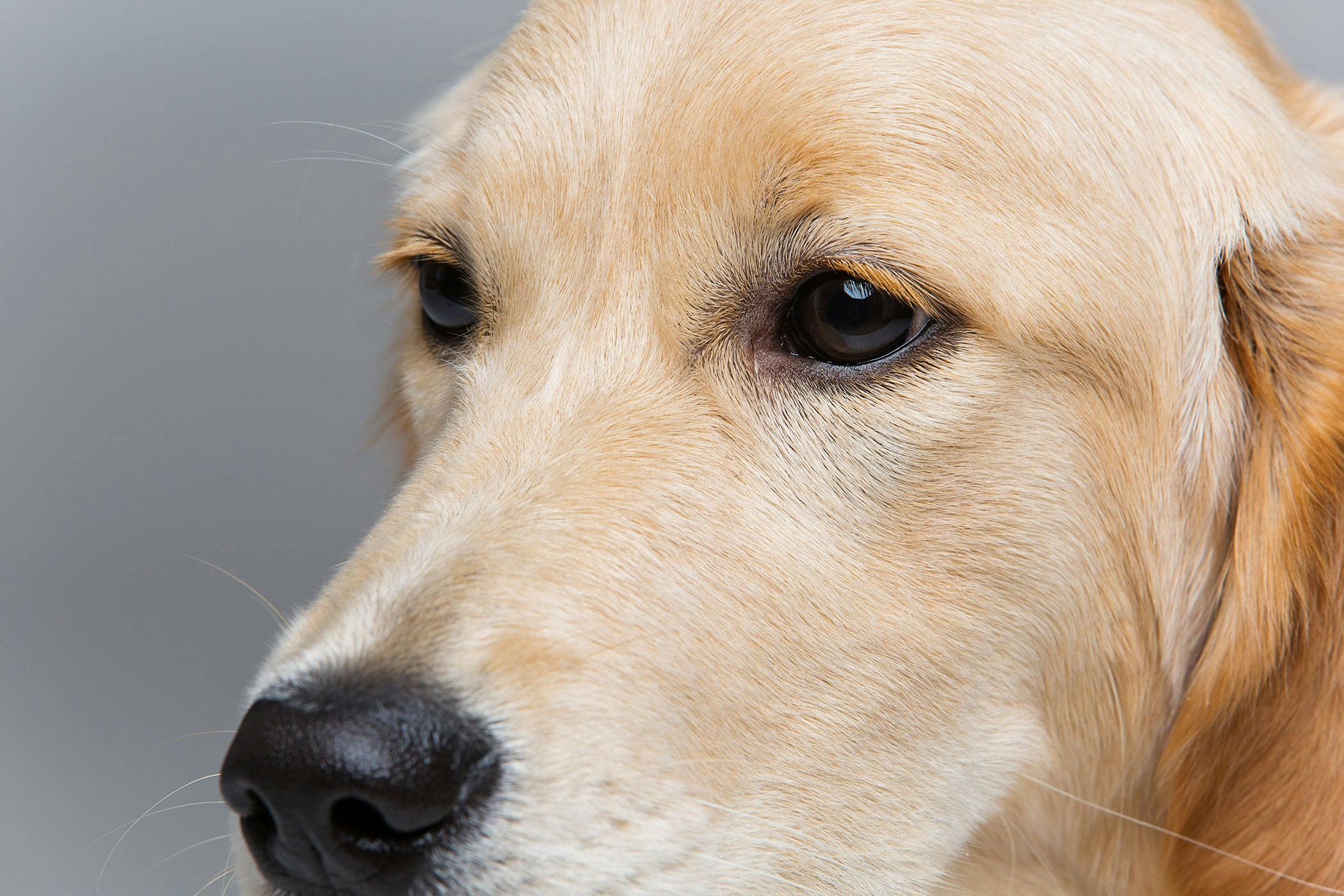 eye-inflammation-choroid-and-retina-in-dogs-symptoms-causes