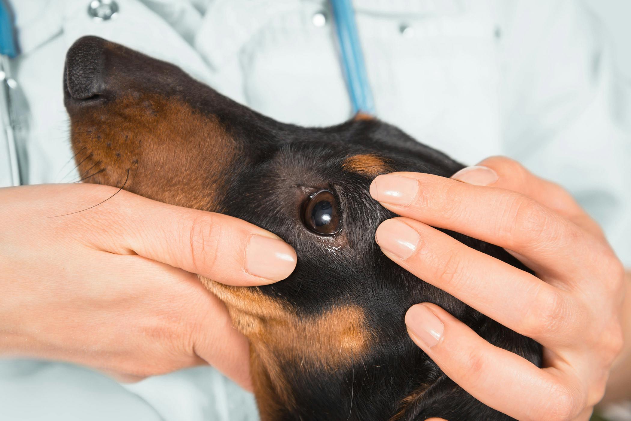 Eye Injuries in Dogs - Symptoms, Causes, Diagnosis, Treatment, Recovery,  Management, Cost