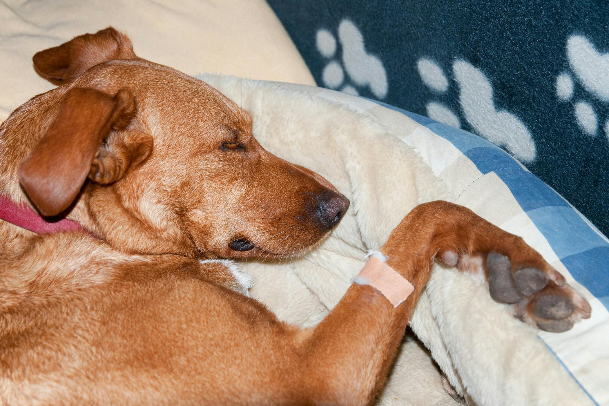 passed out puppy