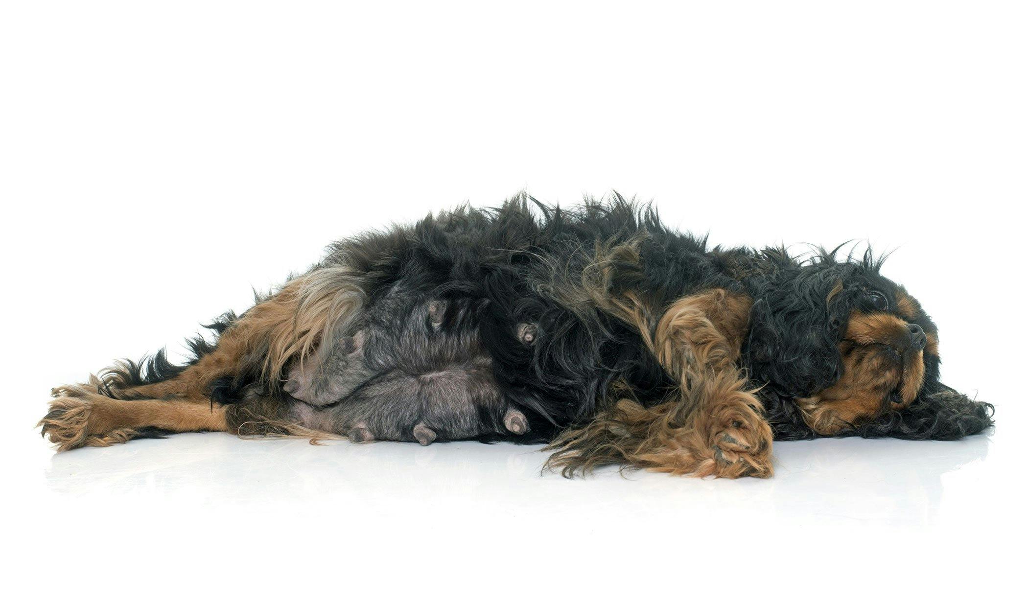 how can i help my dog through a false pregnancy