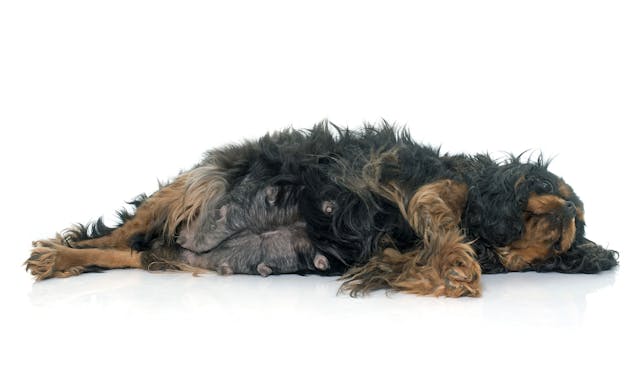 False Pregnancy in Female Dogs - Signs, Causes, Diagnosis, Treatment, Recovery, Management, Cost