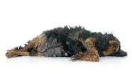 Swallowing Dog Sperm Telegraph