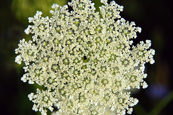 False Queen Anne's Lace Poisoning in Dogs - Symptoms, Causes, Diagnosis, Treatment, Recovery, Management, Cost