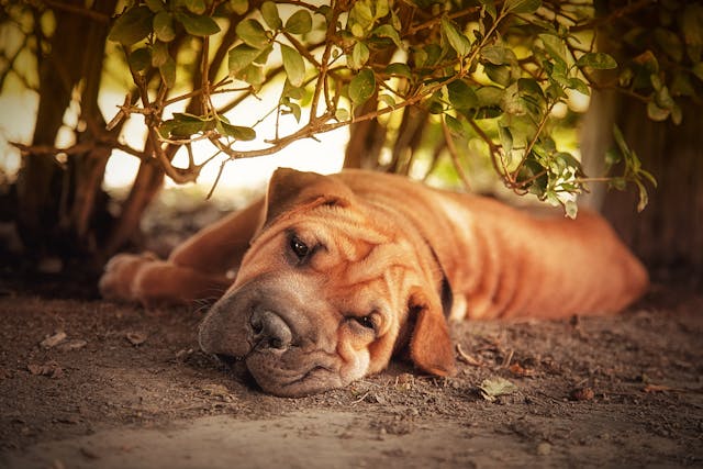 Familial Shar-Pei Fever in Dogs - Symptoms, Causes, Diagnosis, Treatment, Recovery, Management, Cost