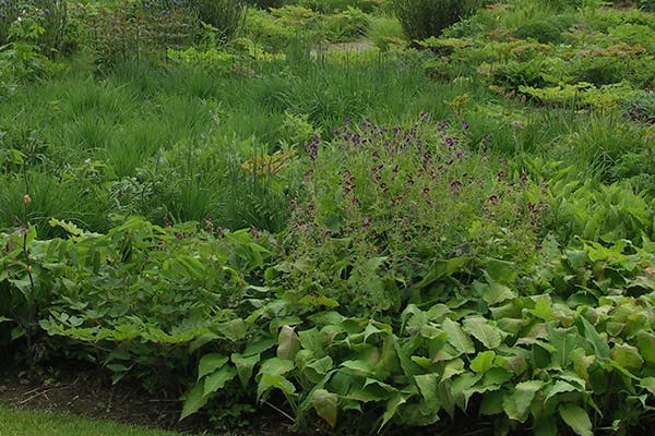 Feather Geranium Poisoning in Dogs - Symptoms, Causes, Diagnosis, Treatment, Recovery, Management, Cost