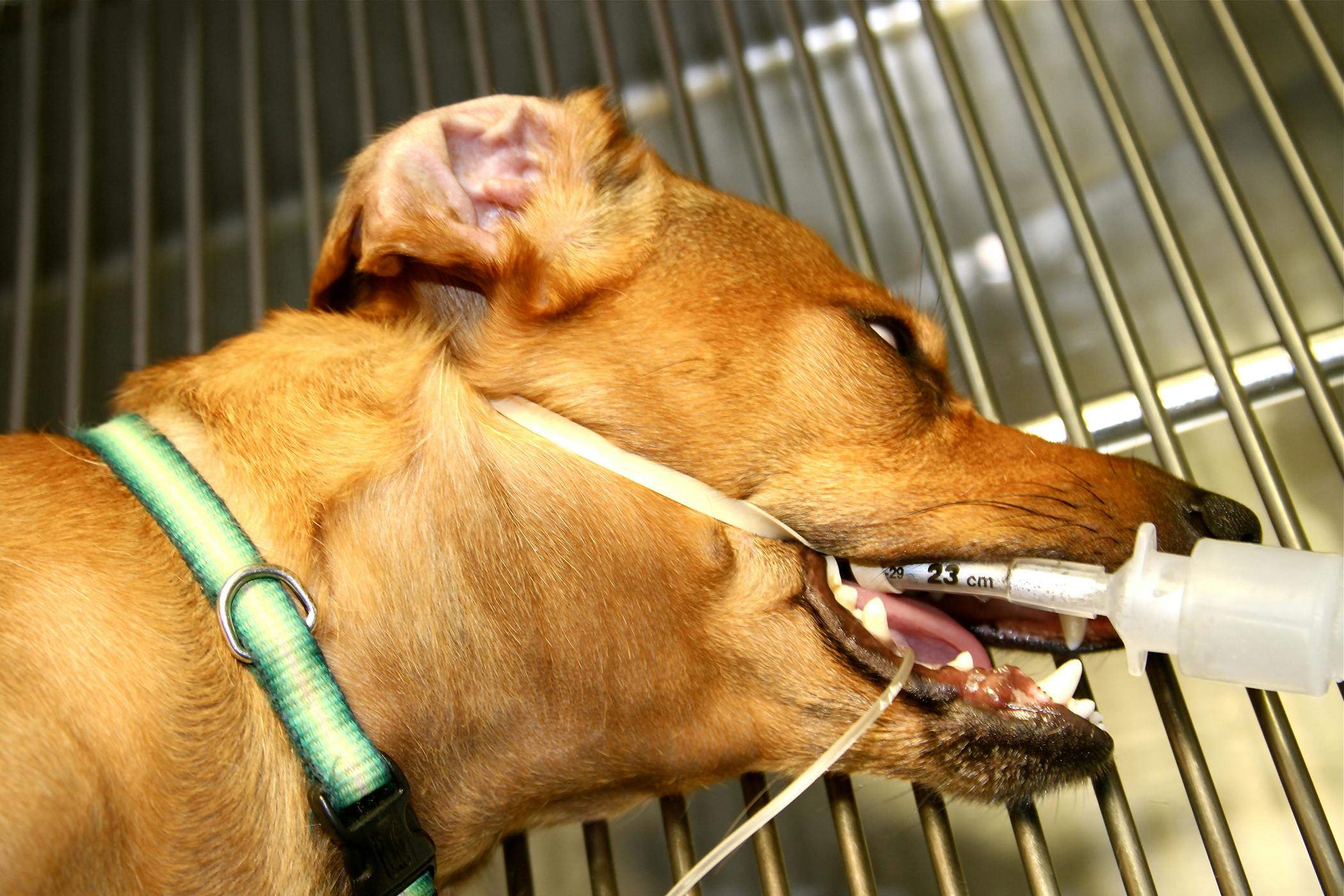 Feeding Tubes in Dogs - Conditions Treated, Procedure, Efficacy