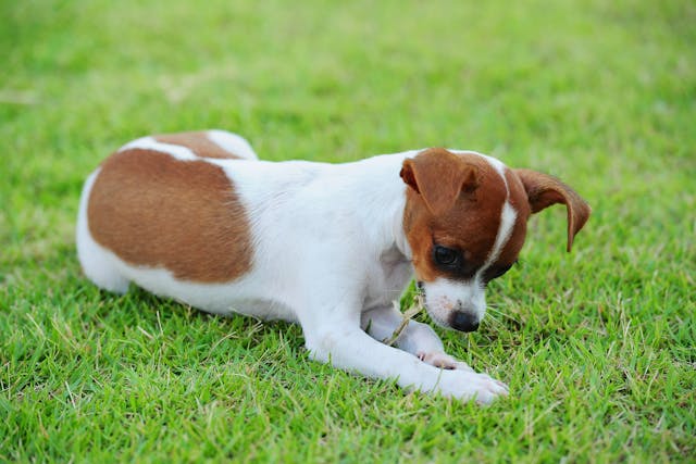 Femoral Head and Neck Ostectomy in Dogs - Conditions Treated, Procedure, Efficacy, Recovery, Cost, Considerations, Prevention