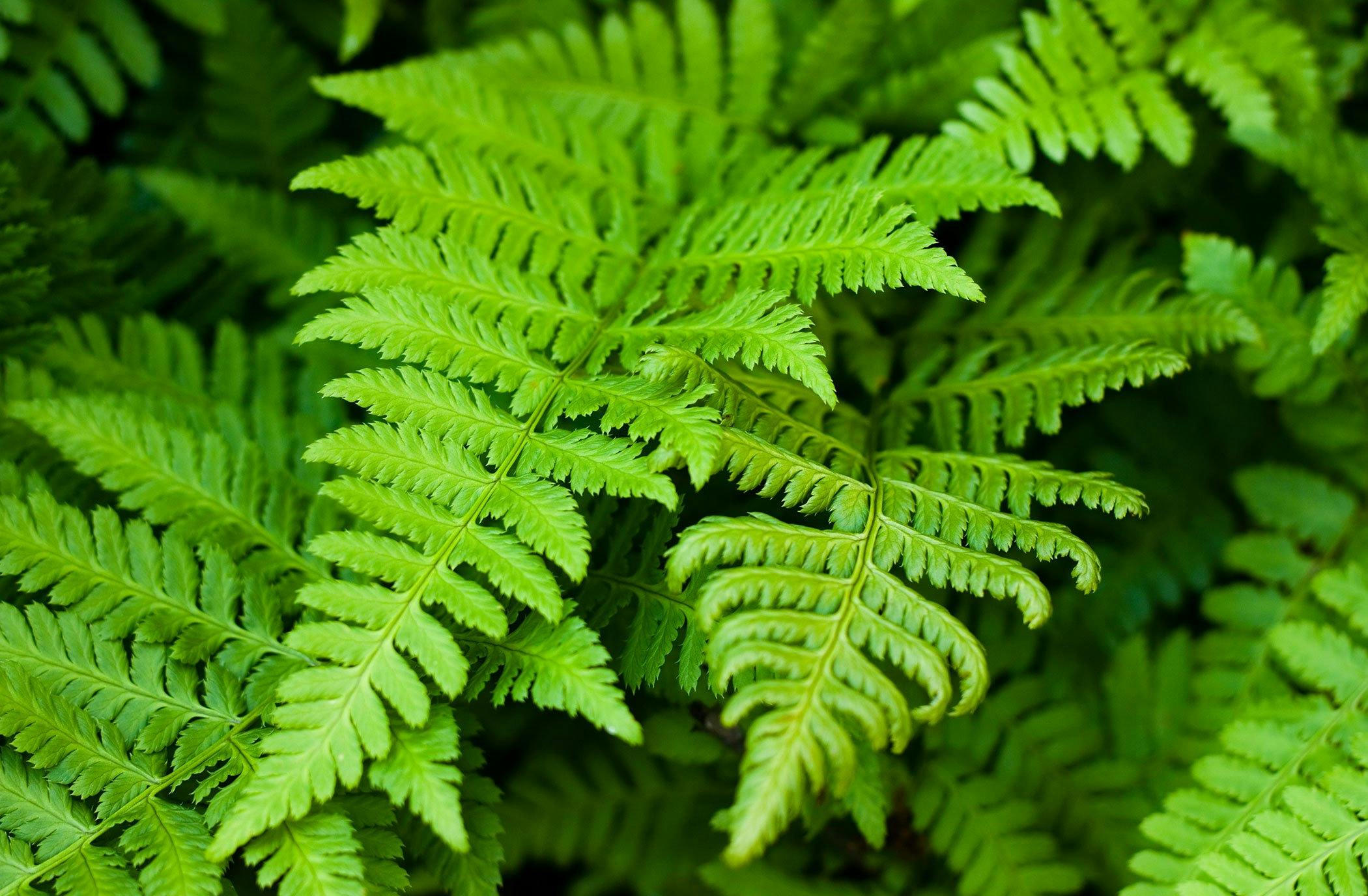 are ostrich ferns poisonous to dogs