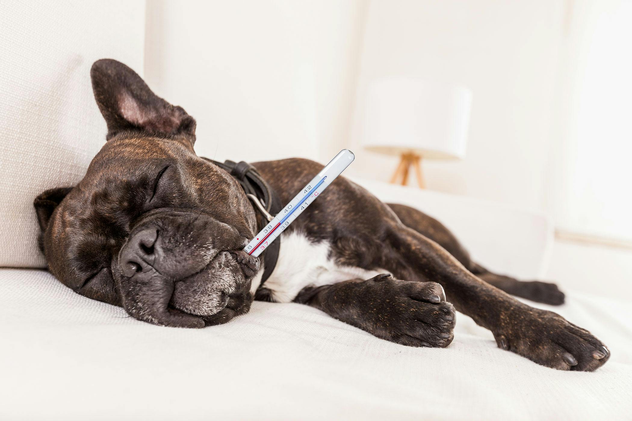 what can cause low body temperature in dogs