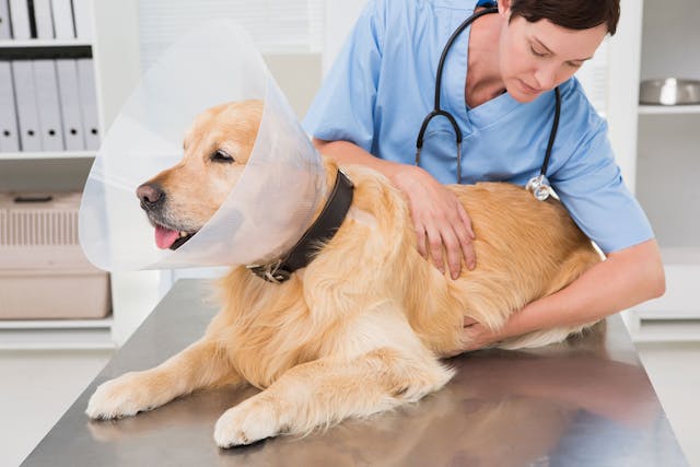 Fibrosarcomaof The Connective Tissue In Dogs Symptoms Causes