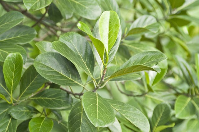 Ficus Poisoning in Dogs - Symptoms, Causes, Diagnosis, Treatment, Recovery, Management, Cost