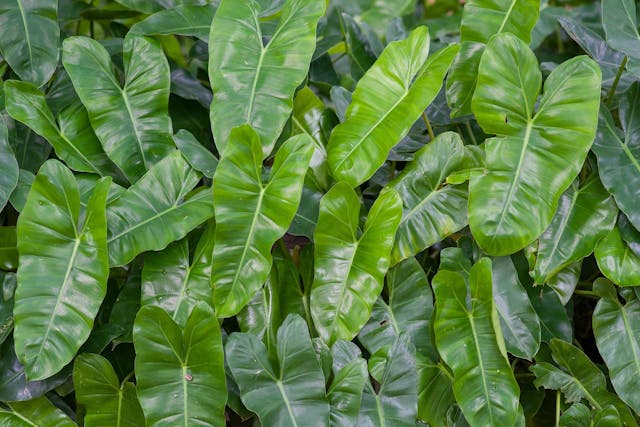Fiddle-leaf Philodendron Poisoning in Dogs - Symptoms, Causes, Diagnosis, Treatment, Recovery, Management, Cost