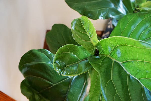 Fiddle Leaf Poisoning in Dogs - Symptoms, Causes, Diagnosis, Treatment, Recovery, Management, Cost